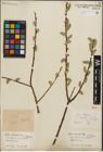 Foto von Salix iliensis Regel